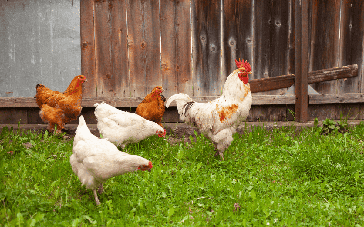 Why People Love Low-Density Residential (Livestock) Properties